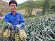 Trồng cây trăm mắt trái vụ, ngon ngọt như chính vụ, bán giá lại cao Trồng cây trăm mắt trái vụ, ngon ngọt như chính vụ, bán giá lại cao