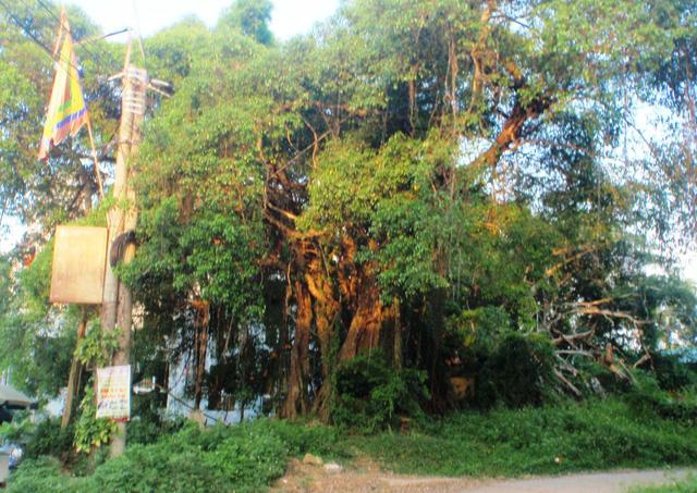 la thu tuyet menh nguoi dan ong treo co tu tu vi bi vu oan trom dien thoai viet gi? - 1