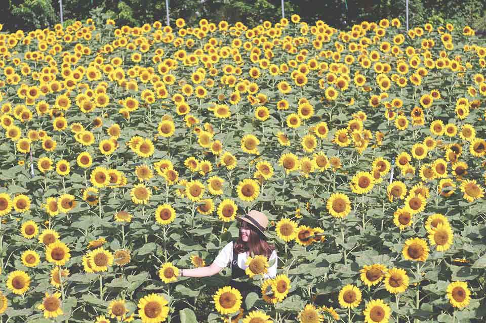 "phat cuong" voi canh dong hoa dep nhu coi mo o tien giang - 5