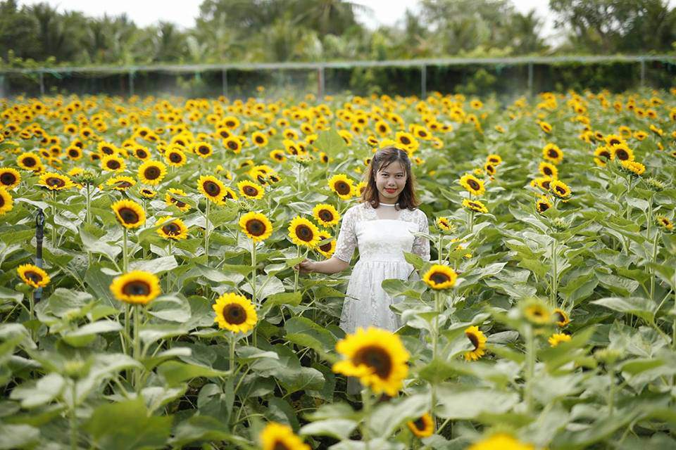 "phat cuong" voi canh dong hoa dep nhu coi mo o tien giang - 1