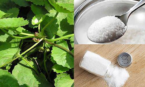 chay ra cho mua nam rau ma ve xay nhuyen roi dap len mat, seo lom den may cung khoi - 2