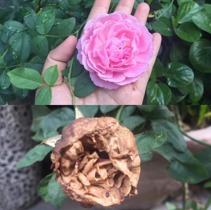 bat nu tien si - giang vien truong dai hoc lon nghi chu muu tat axit tinh dich tan ac - 1