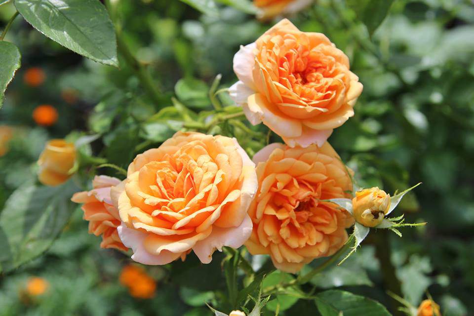 me man ngoi nha phu kin hoa hong ruc ro dep nhu trong mo cua me viet o ha lan - 10