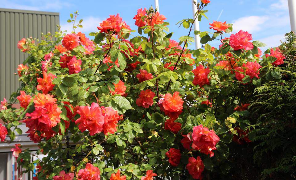 me man ngoi nha phu kin hoa hong ruc ro dep nhu trong mo cua me viet o ha lan - 11