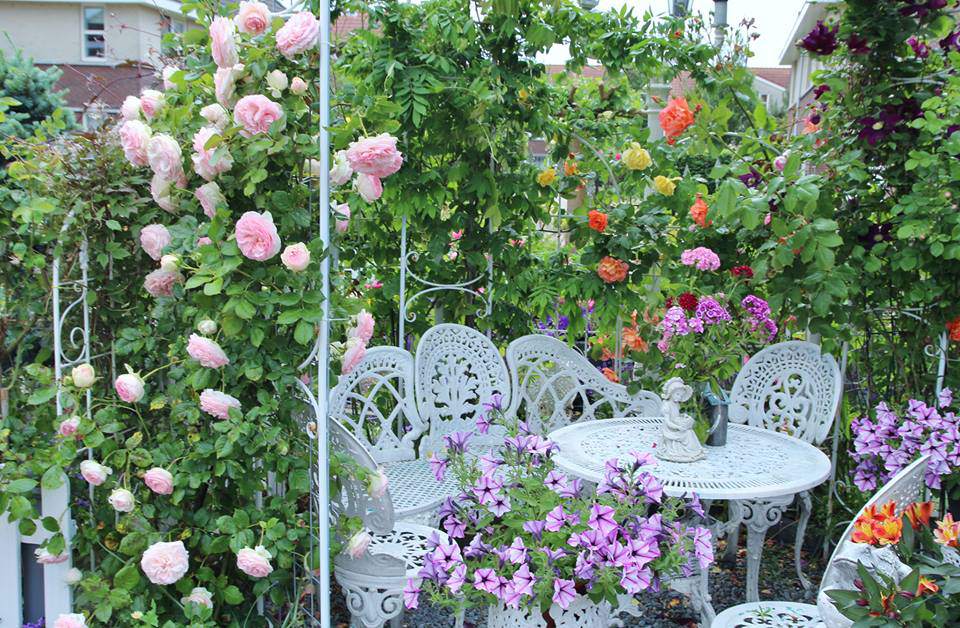 me man ngoi nha phu kin hoa hong ruc ro dep nhu trong mo cua me viet o ha lan - 2