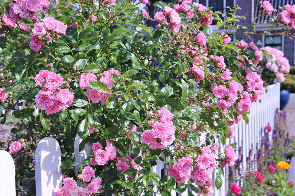 me man ngoi nha phu kin hoa hong ruc ro dep nhu trong mo cua me viet o ha lan - 3