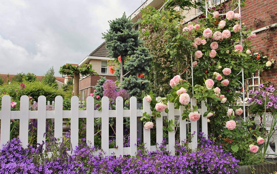 me man ngoi nha phu kin hoa hong ruc ro dep nhu trong mo cua me viet o ha lan - 4