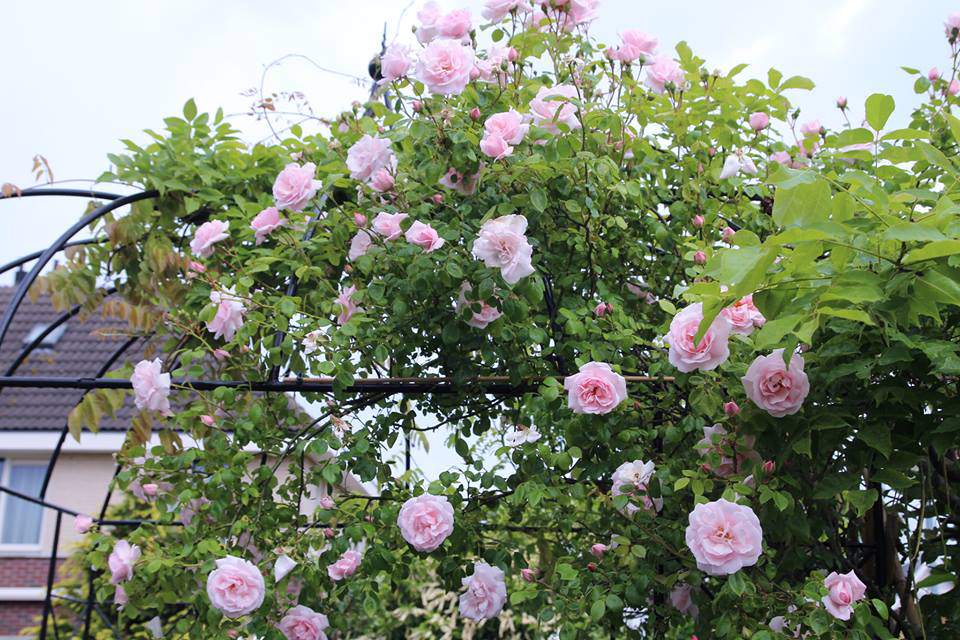 me man ngoi nha phu kin hoa hong ruc ro dep nhu trong mo cua me viet o ha lan - 5