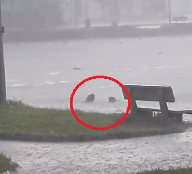 clip co gai "tam tien" giua troi mua khien nguoi xem choang vang va su that phia sau - 2