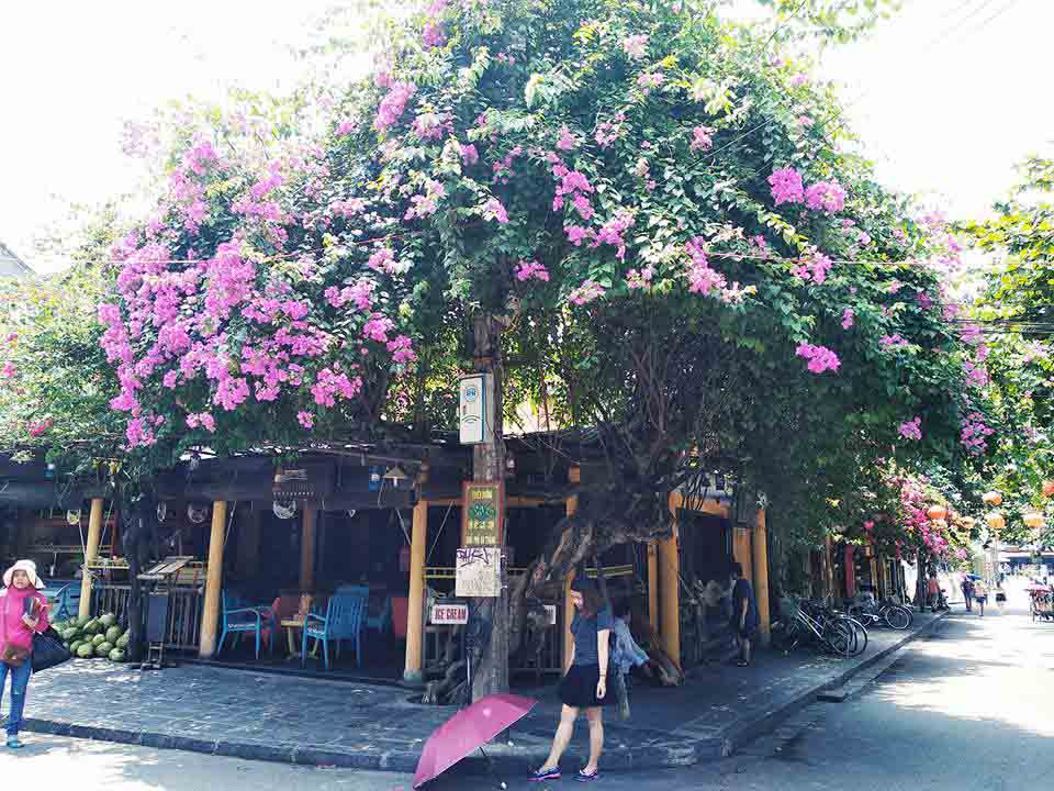 pho co hoi an dep tho mong trong mua hoa giay khoe sac - 1