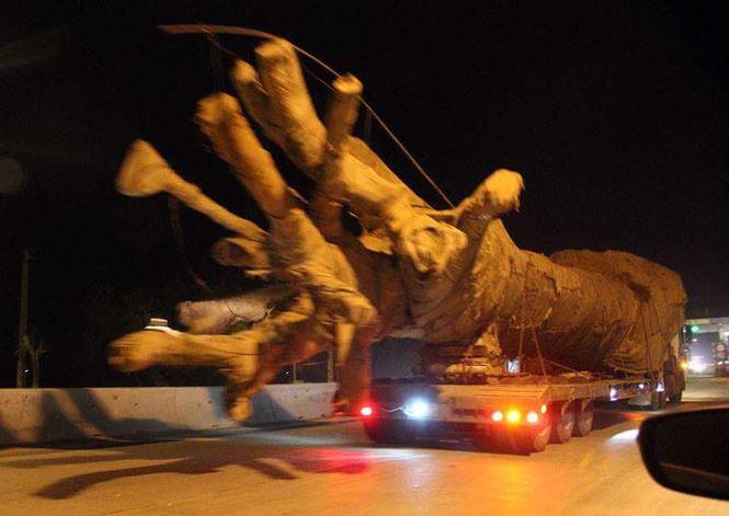 dai gia noi tieng co vo bi bat coc doi 10 ti tien chuoc la ai? - 2