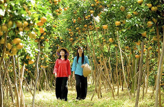 den vinh long de tro ve tuoi tho: loi ruong bat ca, treo cay hai qua - 7