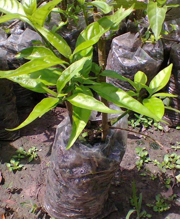 cach trong hai loai cay hoan ngoc ho tro dieu tri ung thu giai doan dau rat tot - 4