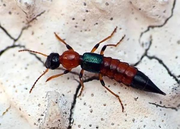 dua con ra cong vien choi, me "ta hoa" khi vai ngay sau mat con phong rop, mung mu - 3