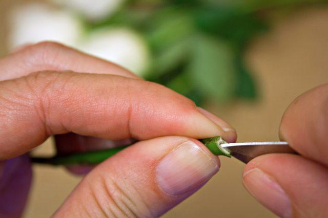 y nghia hoa hong xanh, loai hoa "hiem" cua tinh yeu bat diet - 5