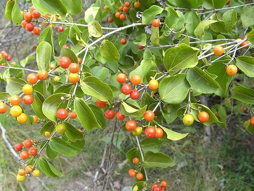 nhung loai cay khong nen trong trong nha de tranh ruoc benh cho ca gia dinh - 3