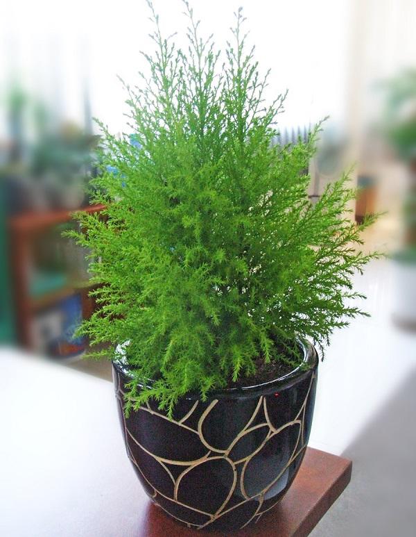 nhung loai cay khong nen trong trong nha de tranh ruoc benh cho ca gia dinh - 5