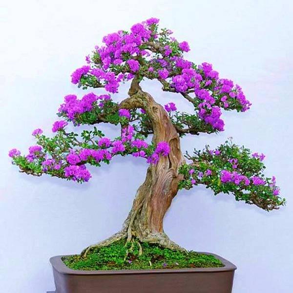 bi quyet trong cay linh sam dang dep va gia tri nhu nghe nhan - 2