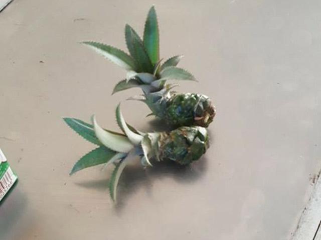 dan mang khoe qua doc nha trong, dung la di khap the gian khong dau bang trai cay viet nam - 2