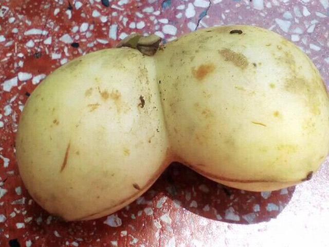 dan mang khoe qua doc nha trong, dung la di khap the gian khong dau bang trai cay viet nam - 13