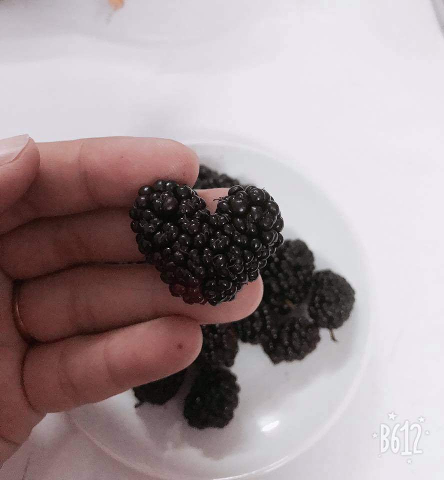 dan mang khoe qua doc nha trong, dung la di khap the gian khong dau bang trai cay viet nam - 3