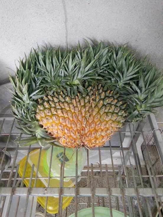 dan mang khoe qua doc nha trong, dung la di khap the gian khong dau bang trai cay viet nam - 1