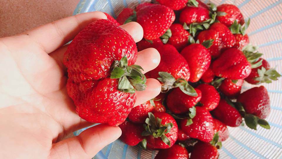 dan mang khoe qua doc nha trong, dung la di khap the gian khong dau bang trai cay viet nam - 5