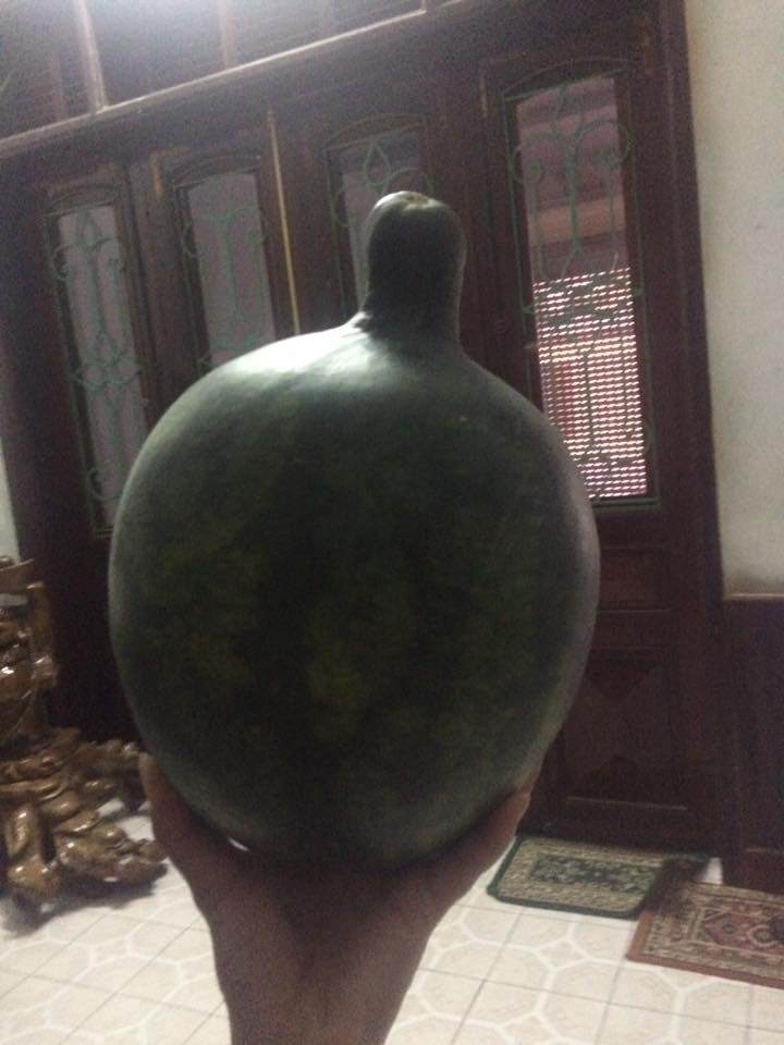 dan mang khoe qua doc nha trong, dung la di khap the gian khong dau bang trai cay viet nam - 14