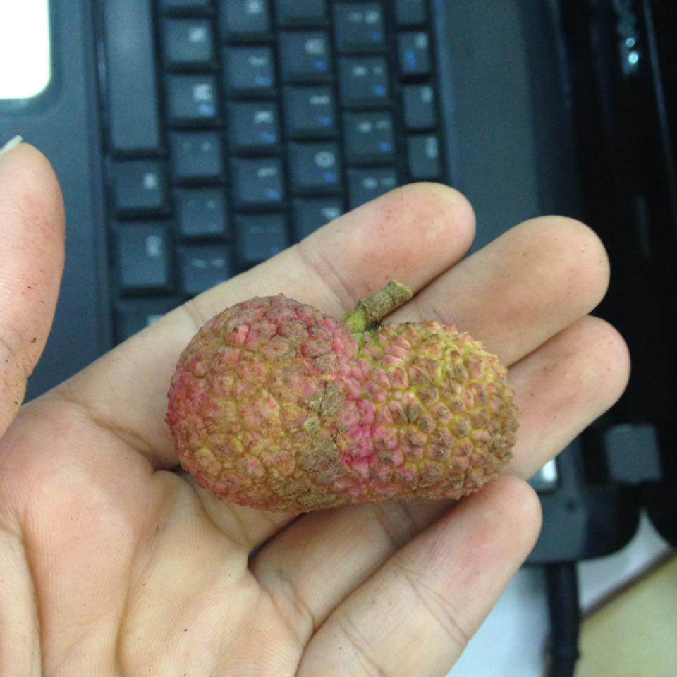 dan mang khoe qua doc nha trong, dung la di khap the gian khong dau bang trai cay viet nam - 15