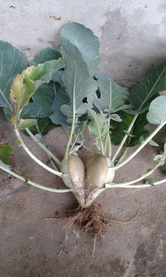 dan mang khoe qua doc nha trong, dung la di khap the gian khong dau bang trai cay viet nam - 18