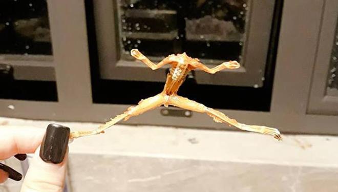 bo chien nhai, con gai voi khoe thanh pham co 1-0-2, dan mang thi nhau dat ten khi nhin thay - 2