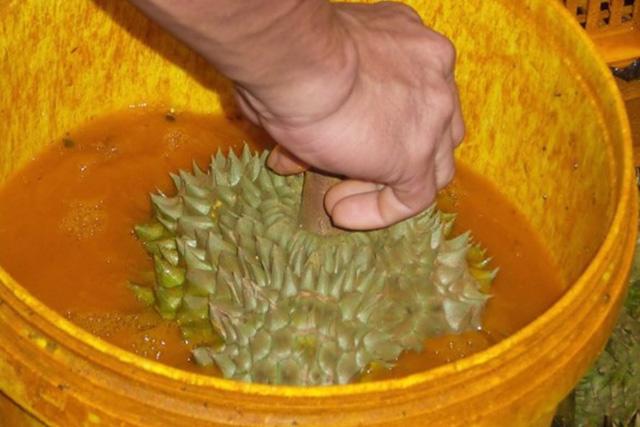 mua sau rieng, ai thich an tuyet doi phai tranh dieu nay - 1