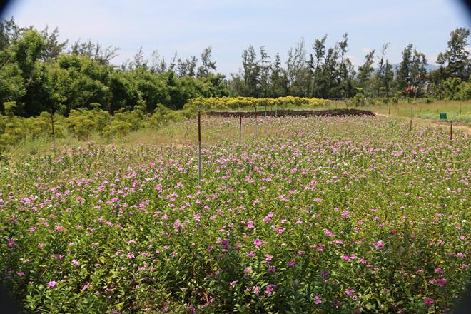 nhung diem an choi ngon, bo, re, dep me hon khi toi phu yen - 9
