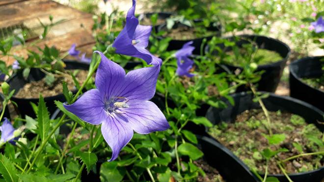 nhung diem an choi ngon, bo, re, dep me hon khi toi phu yen - 14