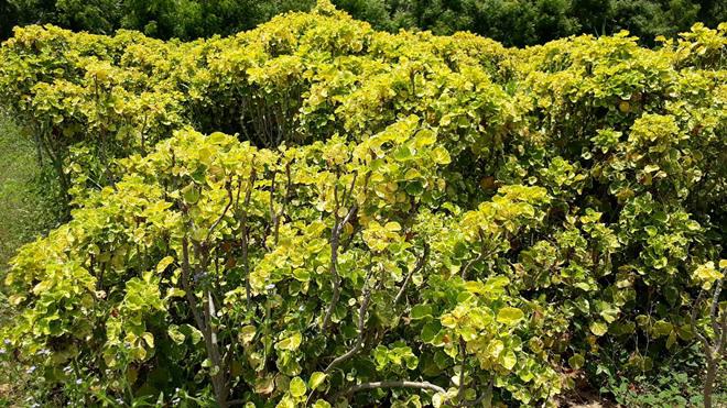 nhung diem an choi ngon, bo, re, dep me hon khi toi phu yen - 11