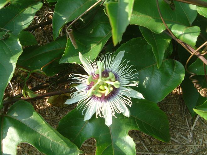 nhung diem an choi ngon, bo, re, dep me hon khi toi phu yen - 13