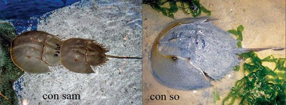 con tu vong, vo hon me sau sau khi an canh chong nau, loai hai san nay nhieu nguoi nham - 3