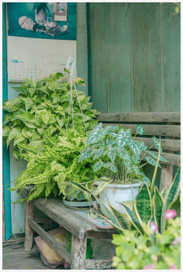 co mot ngoi nha hoa la qua binh yen o an giang khien ai cung mo "nha toi o do" - 10