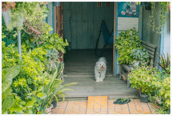 co mot ngoi nha hoa la qua binh yen o an giang khien ai cung mo "nha toi o do" - 6