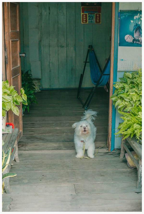 co mot ngoi nha hoa la qua binh yen o an giang khien ai cung mo "nha toi o do" - 12