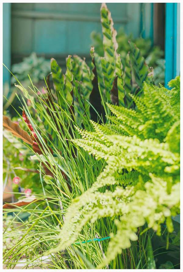 co mot ngoi nha hoa la qua binh yen o an giang khien ai cung mo "nha toi o do" - 13