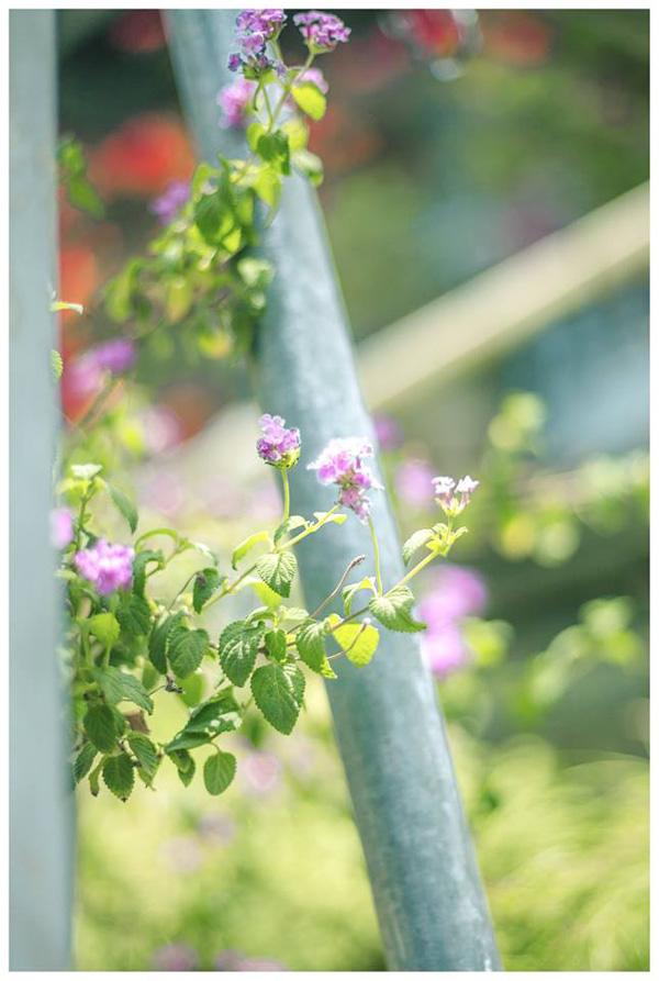 co mot ngoi nha hoa la qua binh yen o an giang khien ai cung mo "nha toi o do" - 14