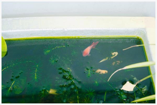 co mot ngoi nha hoa la qua binh yen o an giang khien ai cung mo "nha toi o do" - 7