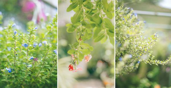 co mot ngoi nha hoa la qua binh yen o an giang khien ai cung mo "nha toi o do" - 18