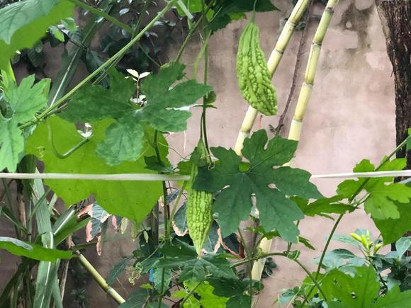 ngam vuon rau xanh muot ai nhin cung me cua vo chong nghe si hong van - le tuan anh - 8