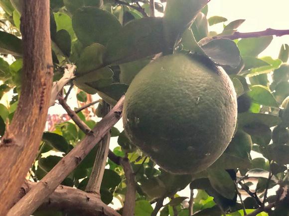 ngam vuon rau xanh muot ai nhin cung me cua vo chong nghe si hong van - le tuan anh - 9