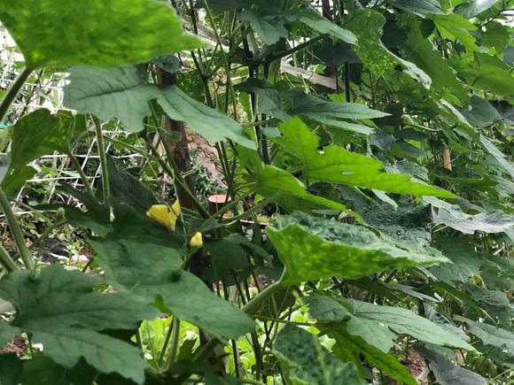 ngam vuon rau xanh muot ai nhin cung me cua vo chong nghe si hong van - le tuan anh - 10