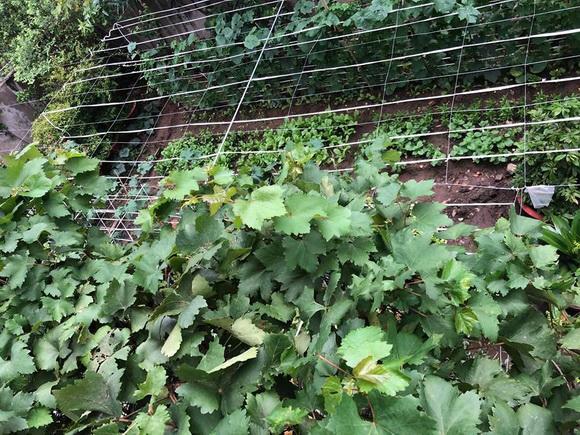 ngam vuon rau xanh muot ai nhin cung me cua vo chong nghe si hong van - le tuan anh - 2