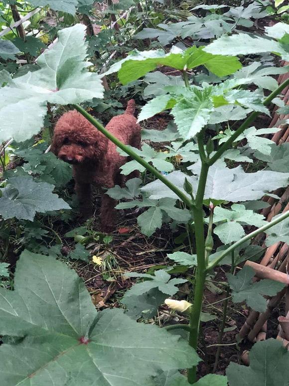 ngam vuon rau xanh muot ai nhin cung me cua vo chong nghe si hong van - le tuan anh - 11
