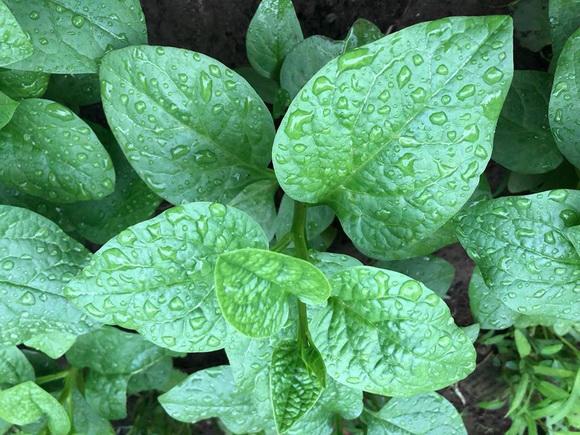 ngam vuon rau xanh muot ai nhin cung me cua vo chong nghe si hong van - le tuan anh - 4